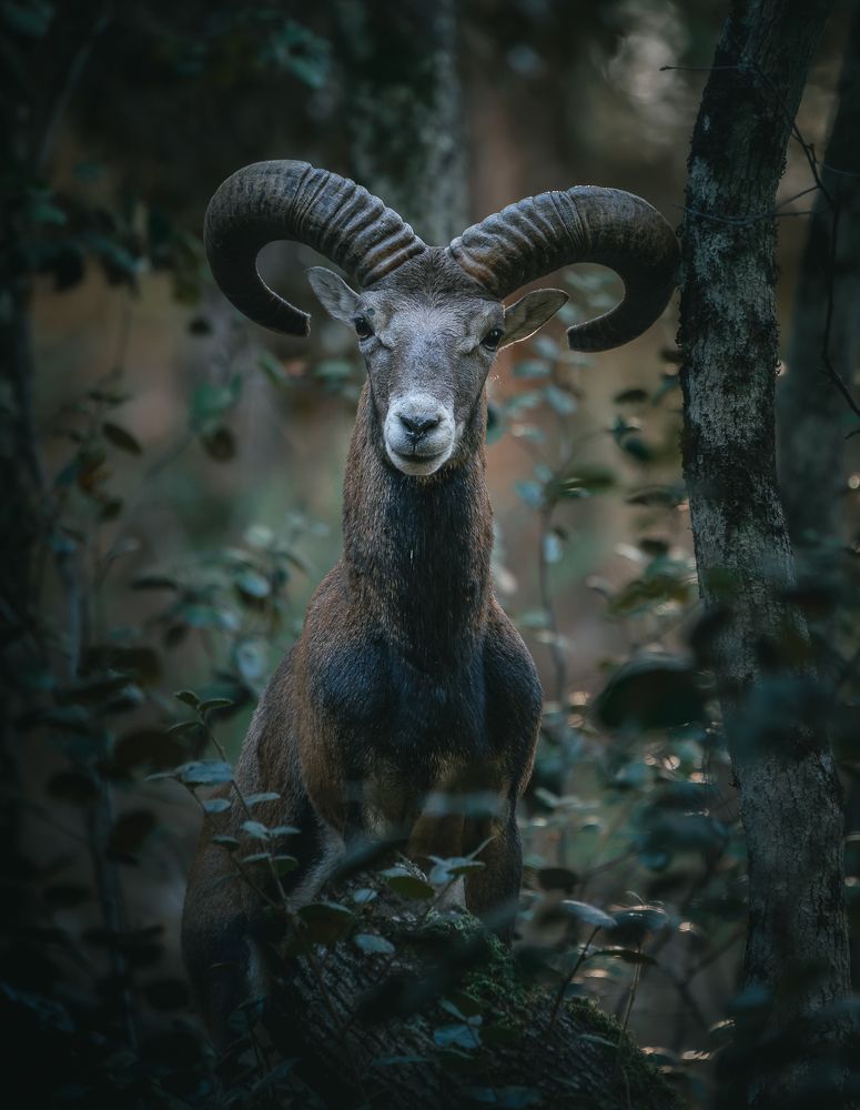 Фотография автора Adam Horvath