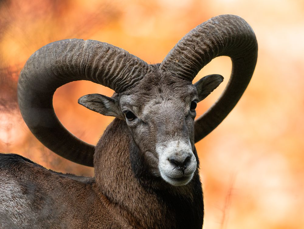 Фотография автора Adam Horvath