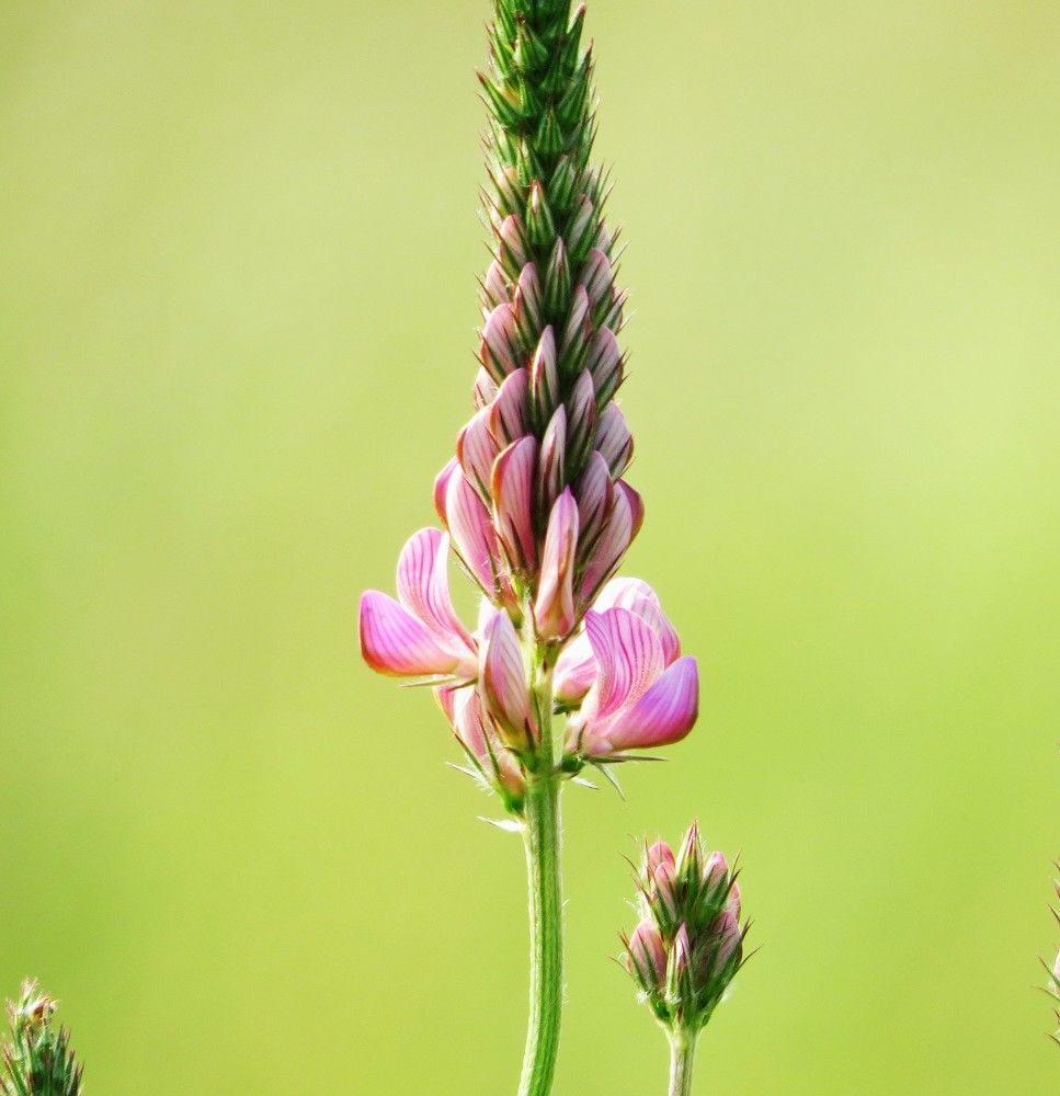 Photograph by Лариса Басова