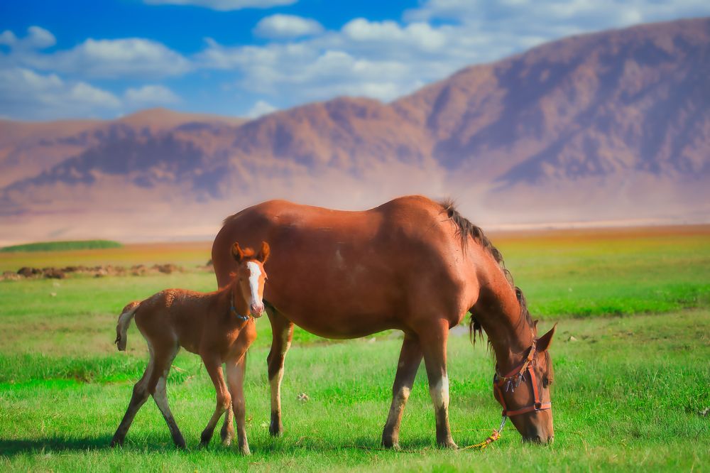 Photograph by Reza Nik