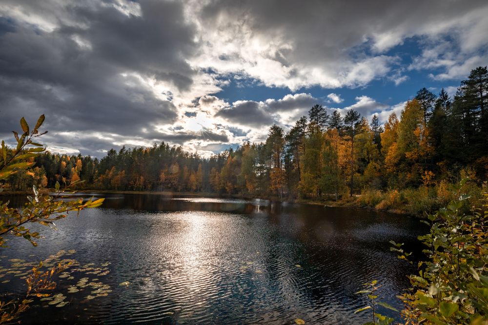 Лесное озеро.