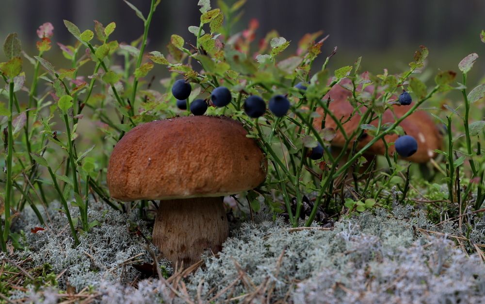 Photograph by елена