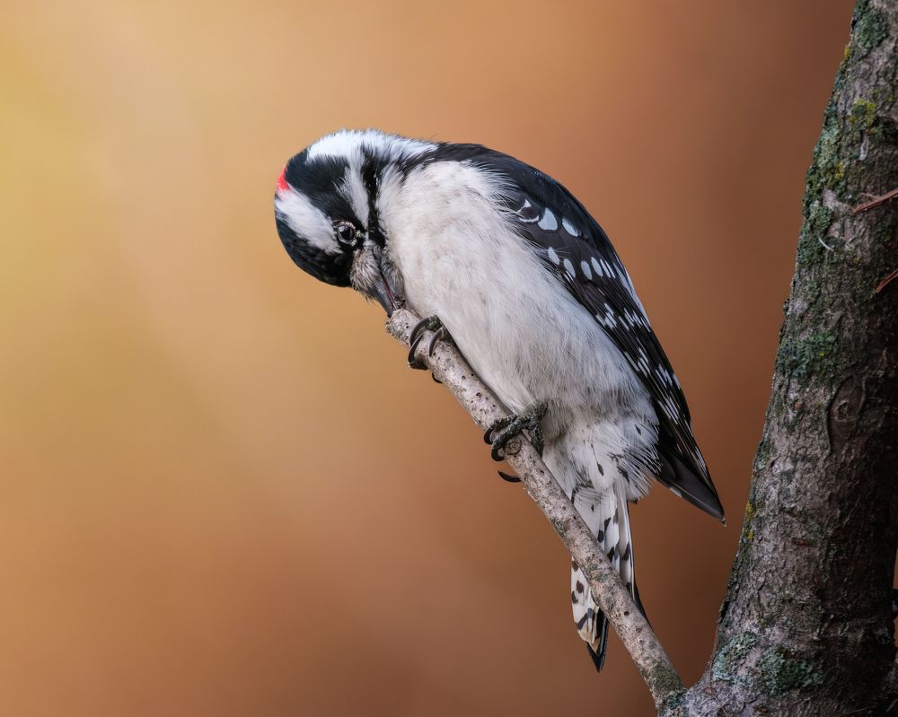 Autumn Woodpecker