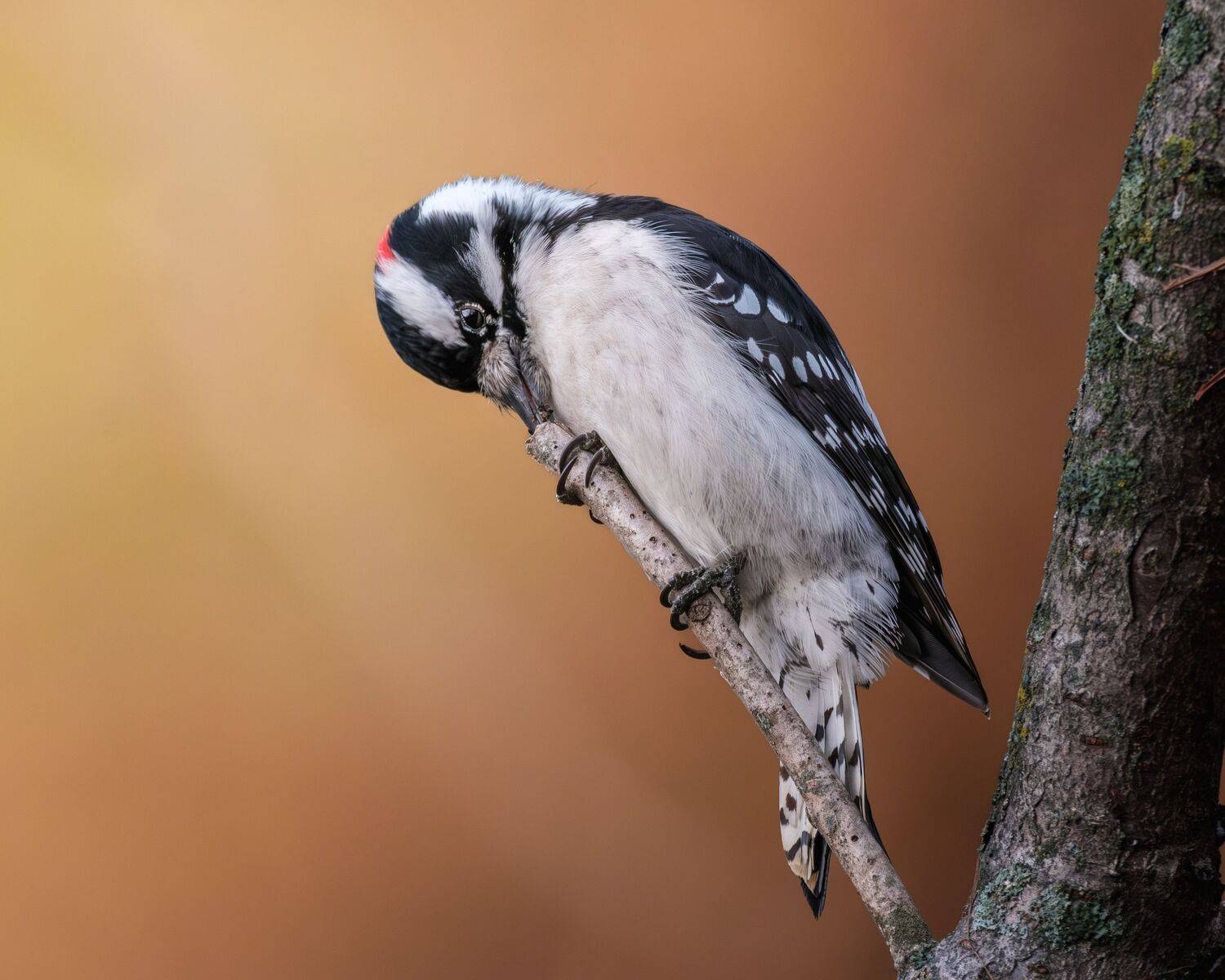 Autumn Woodpecker