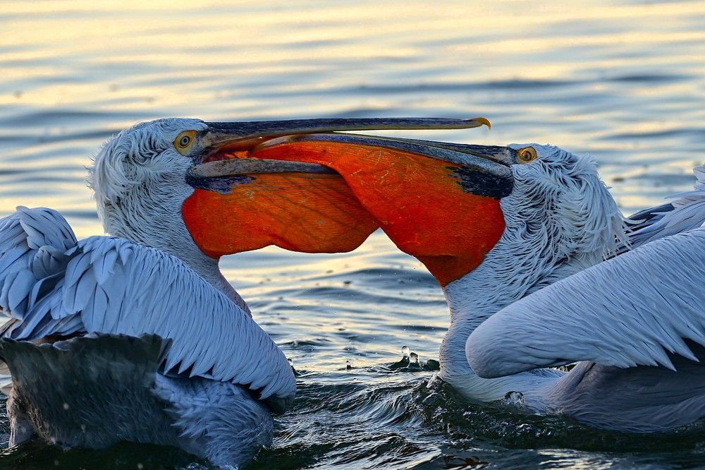 The struggle for food