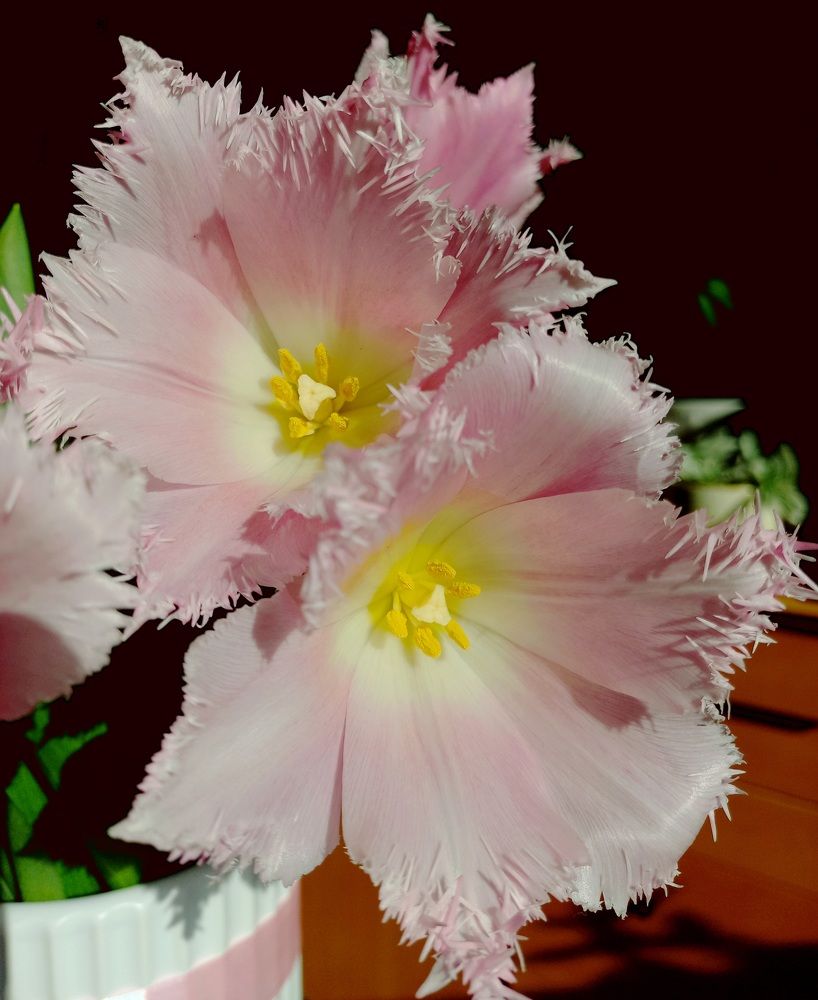 Photograph by Яна