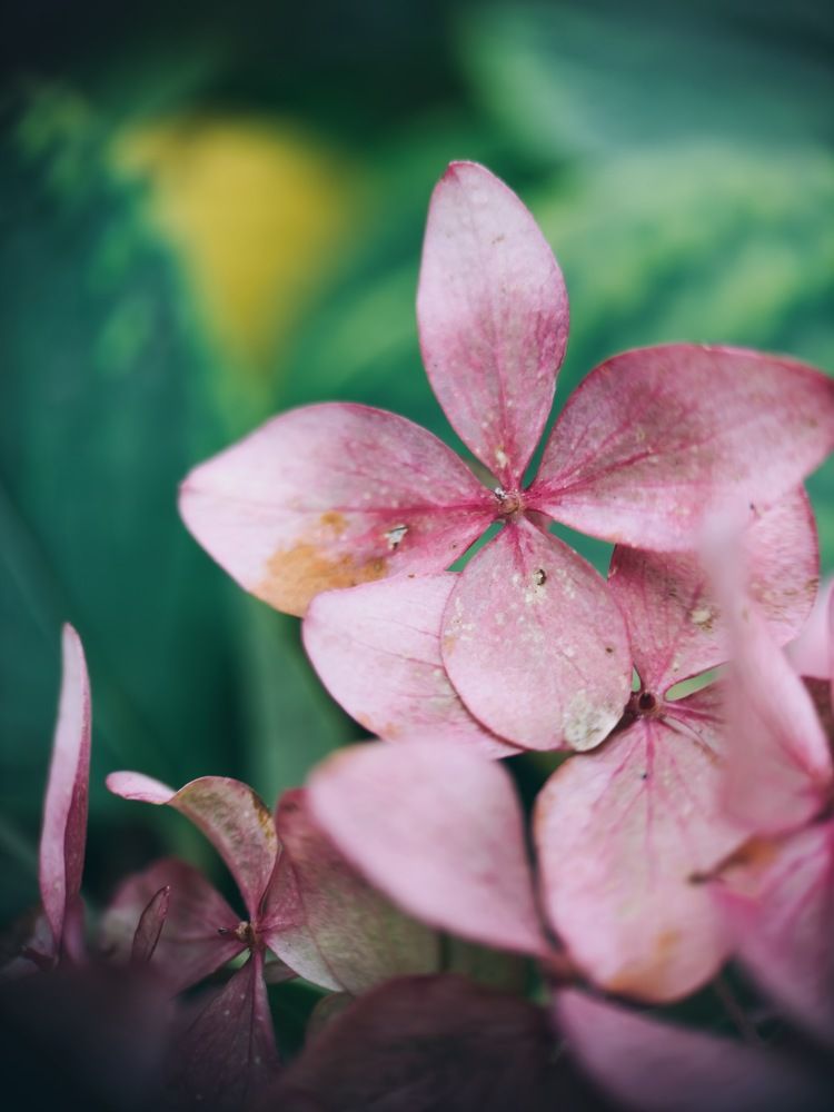 Photograph by Алёна Петрова