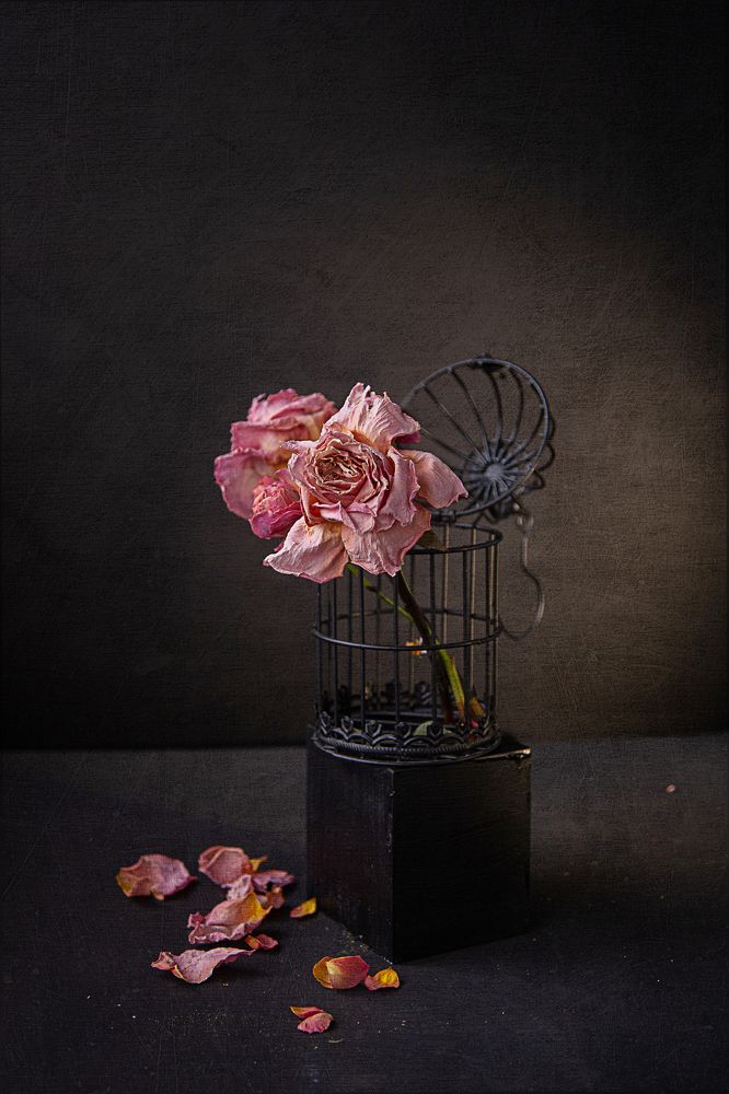 Photograph by Светлана Кавказская