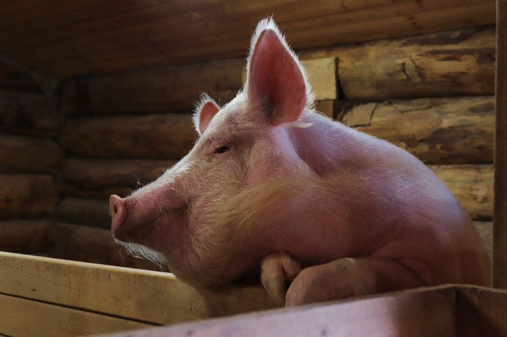 Photograph by Екатерина Самошкина