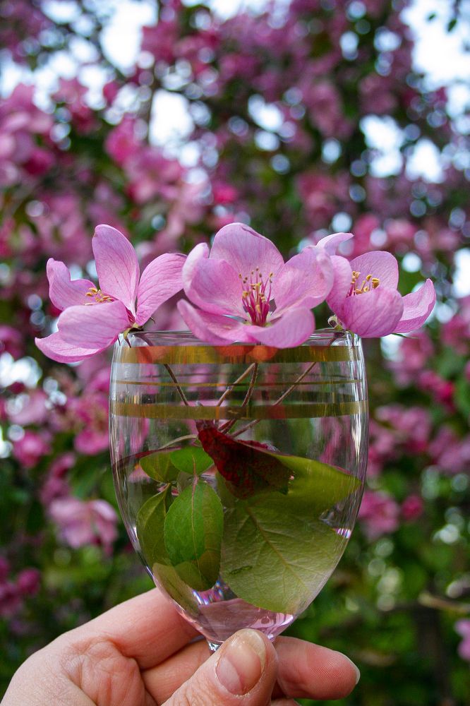 Photograph by Дарья Вихорева