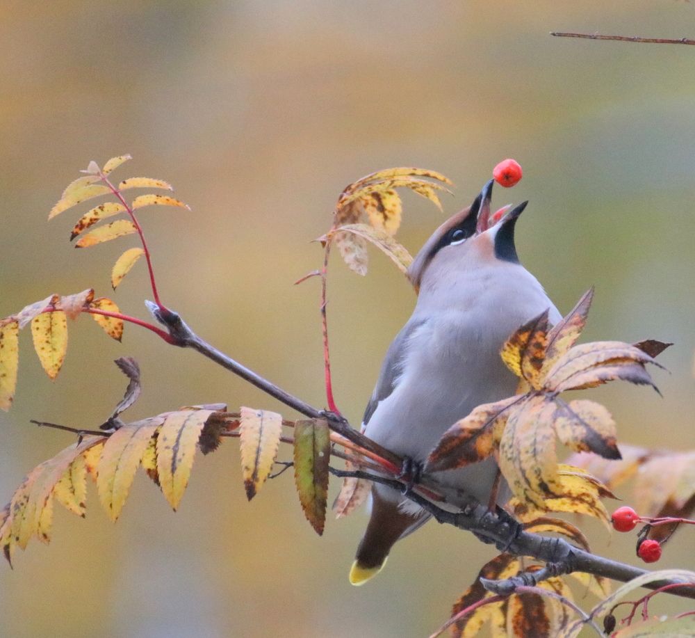 Photograph by Евгения Малафеева