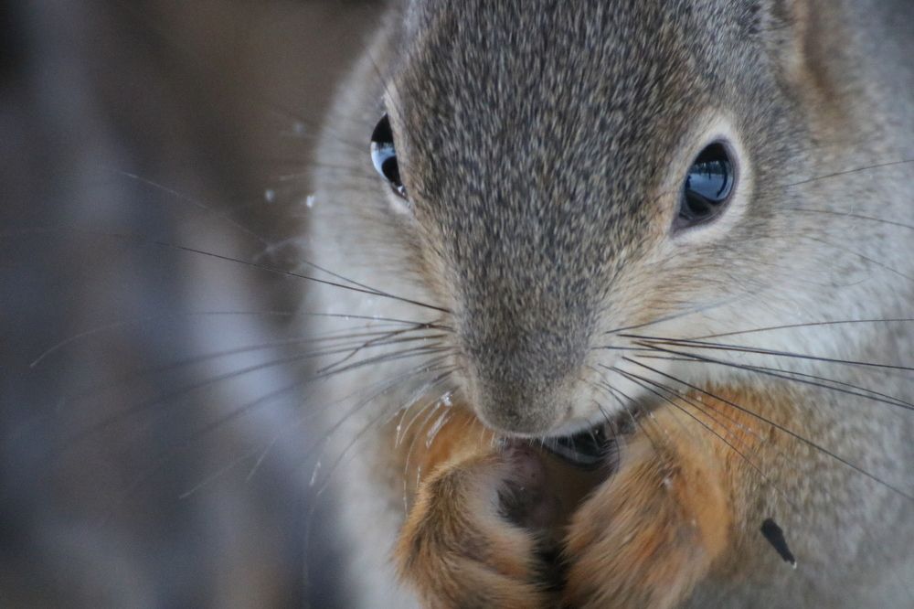 Photograph by Евгения Малафеева