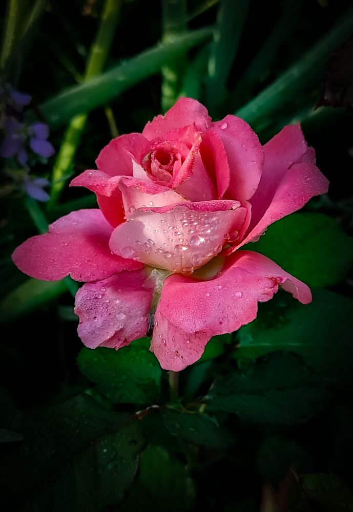 Photograph by Алёна Пшеленская