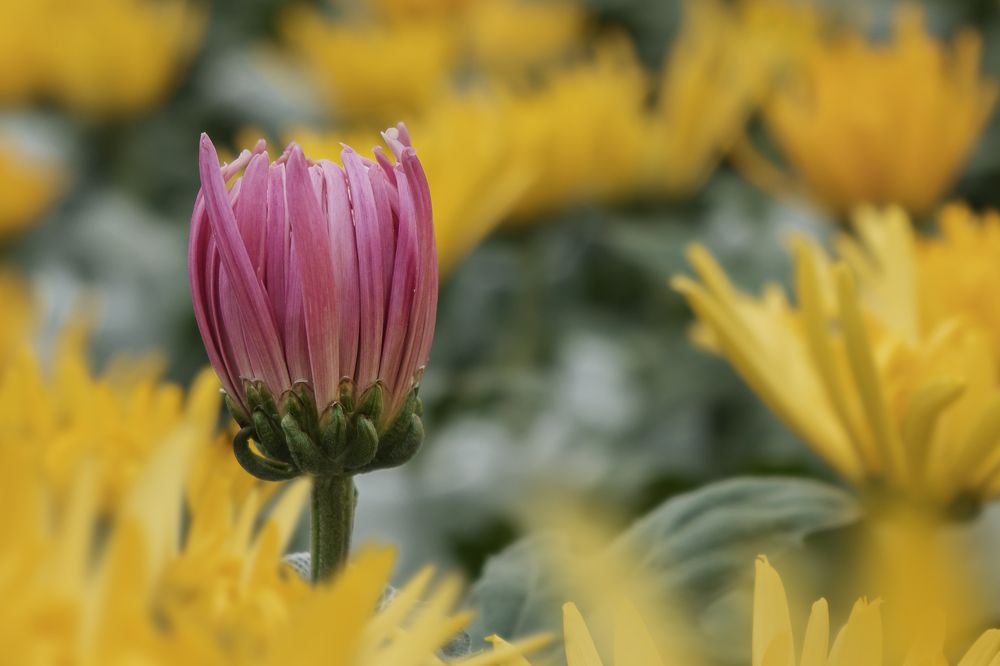 Photograph by Margoth Toro