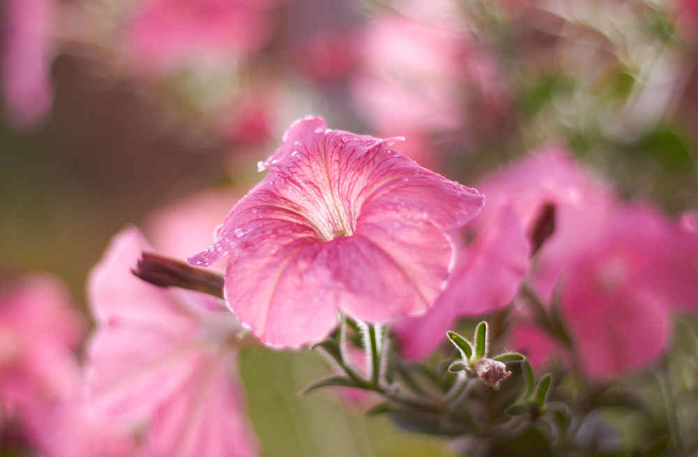 Photograph by Наталья Шевелева