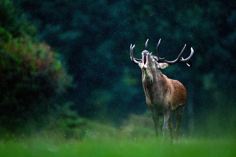 Фотография автора Ervin Horesnyik