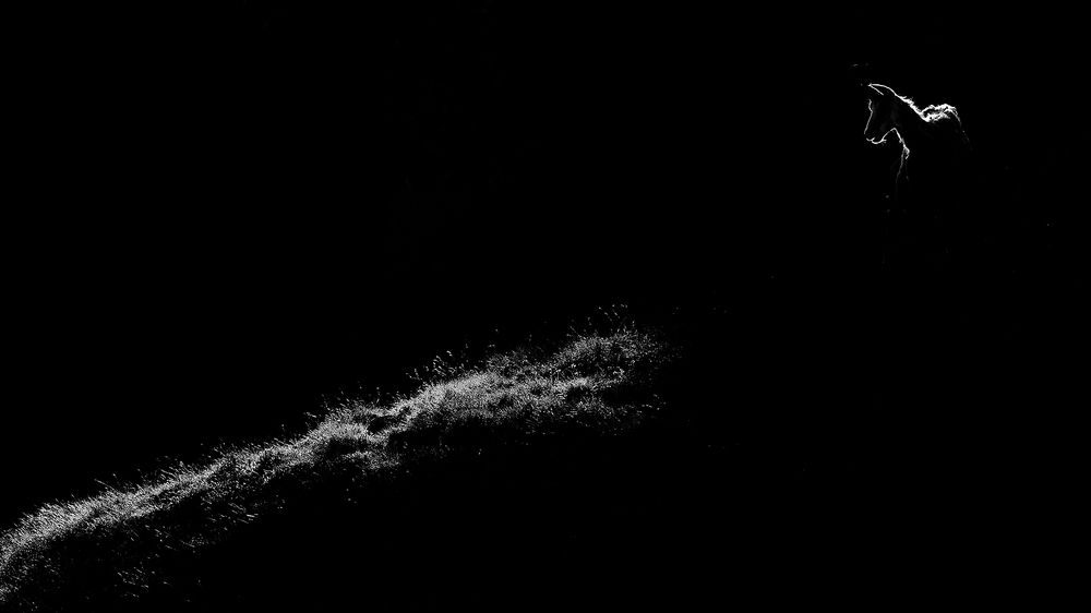 Фотография автора Ervin Horesnyik