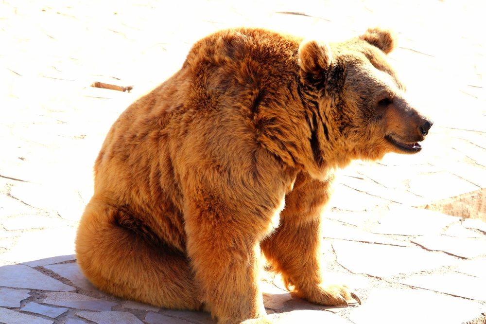 Photograph by Babak Akvan