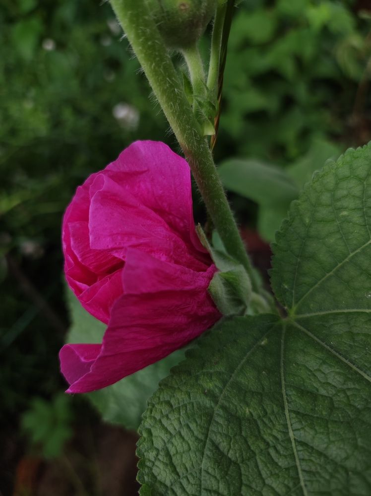 Фотография автора Татьяна Алексеева