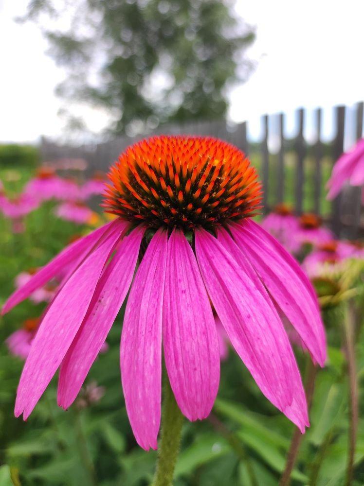 Фотография автора Татьяна Алексеева