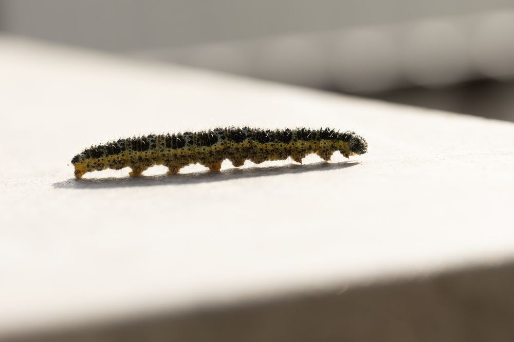 Photograph by Касьянова Ольга