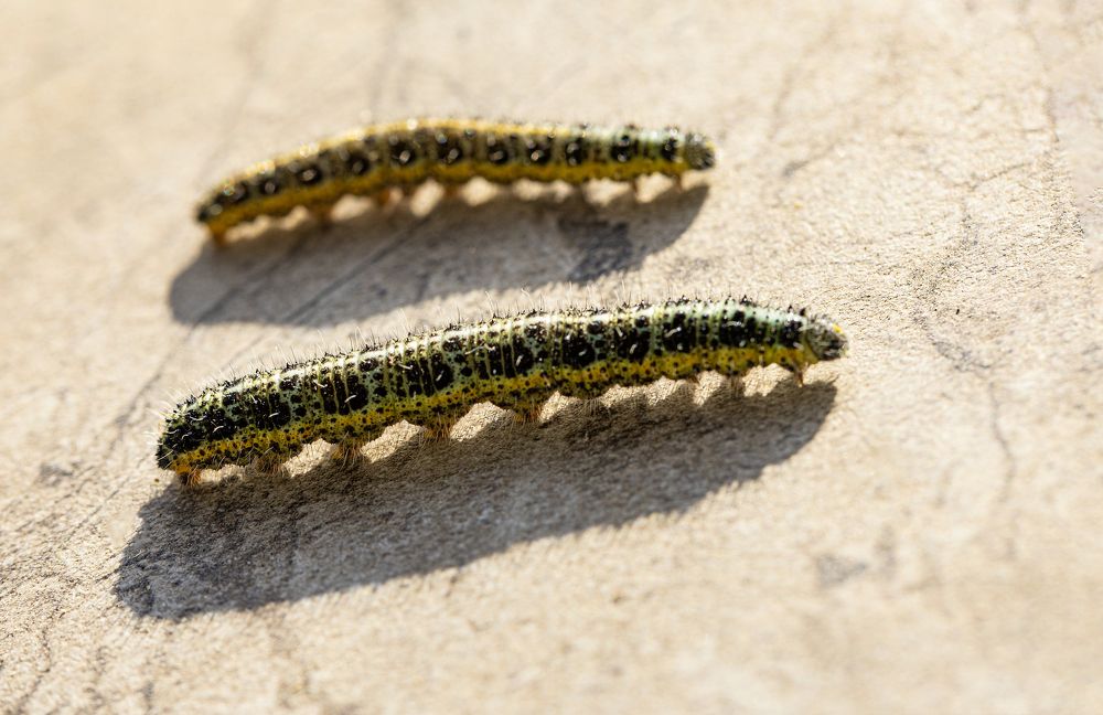 Photograph by Касьянова Ольга