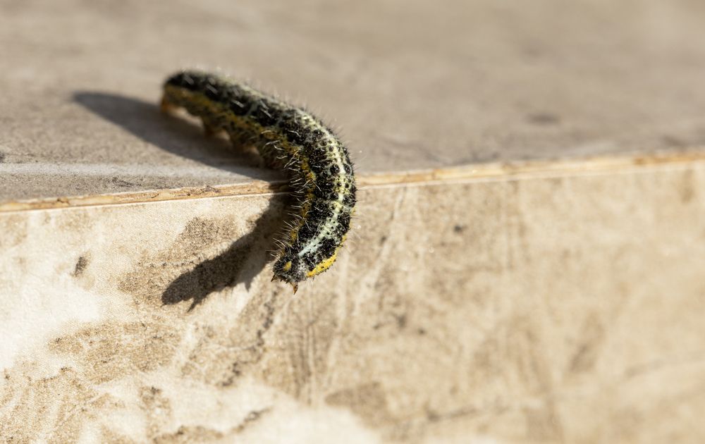 Photograph by Касьянова Ольга