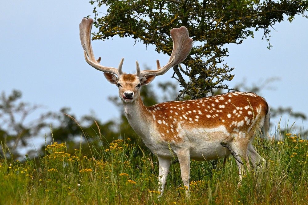 Фотография автора nimalan subramaniam