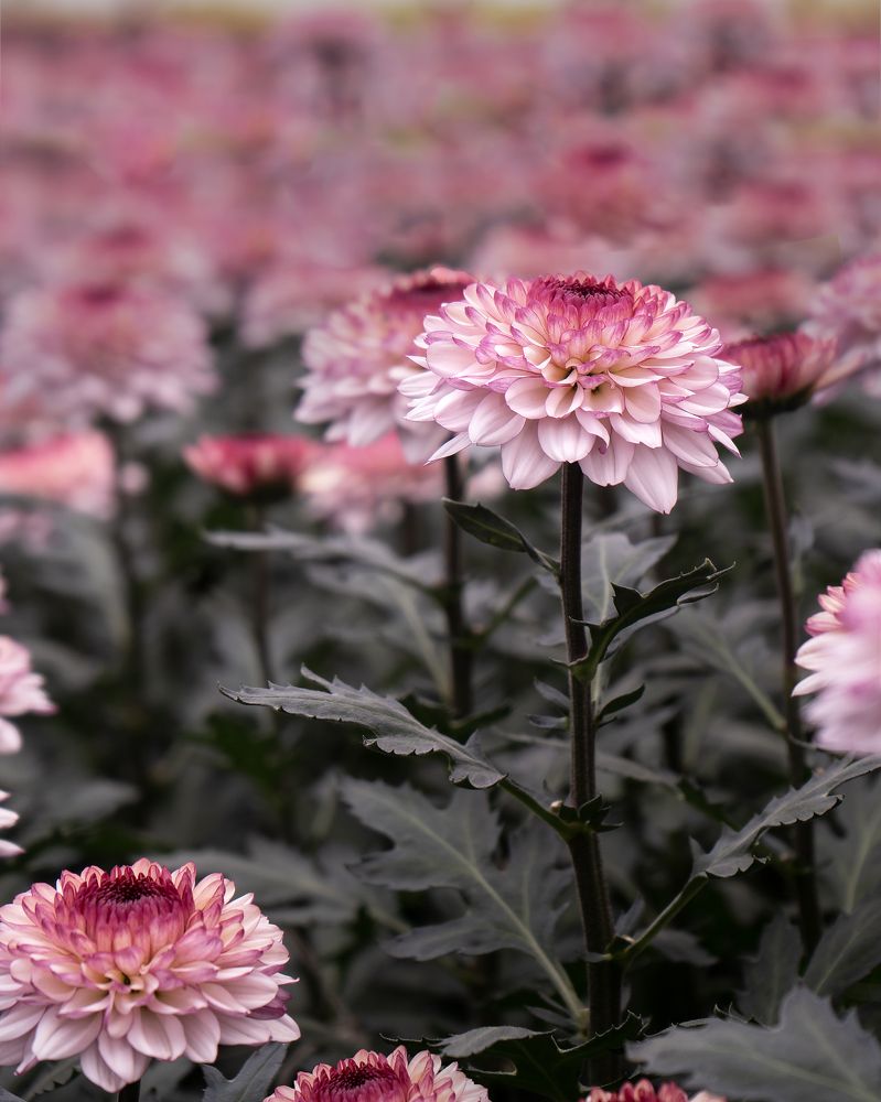 Photograph by Margoth Toro