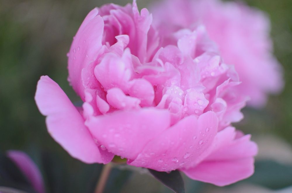 Фотография автора Ольга Беликова