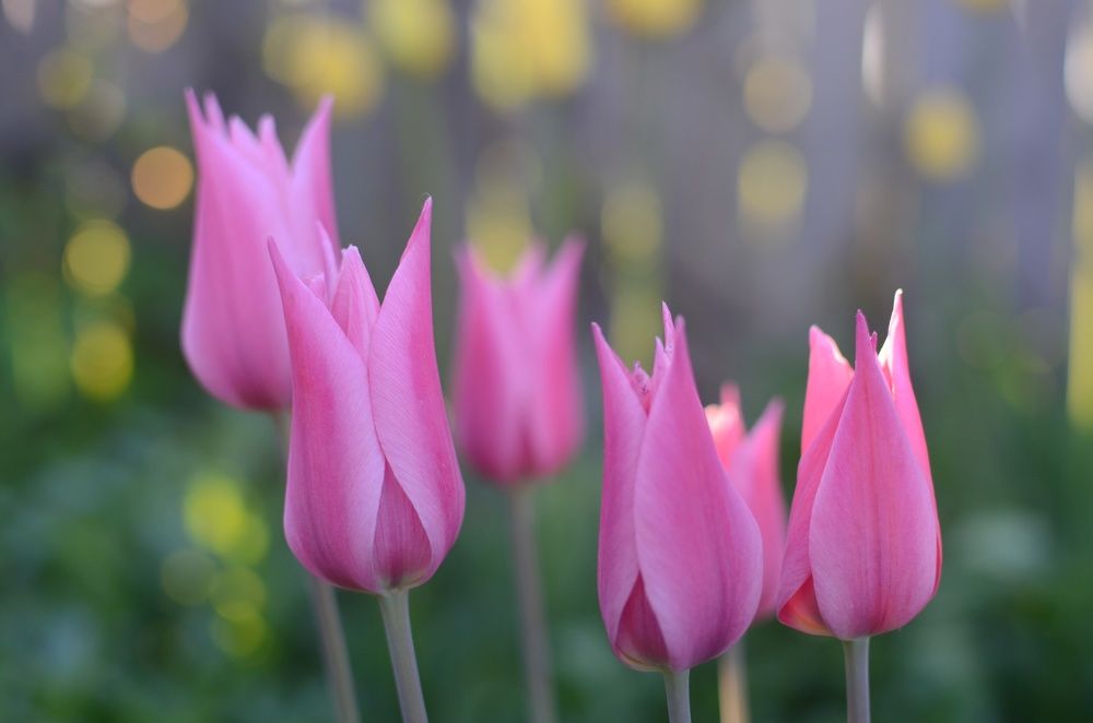 Фотография автора Ольга Беликова