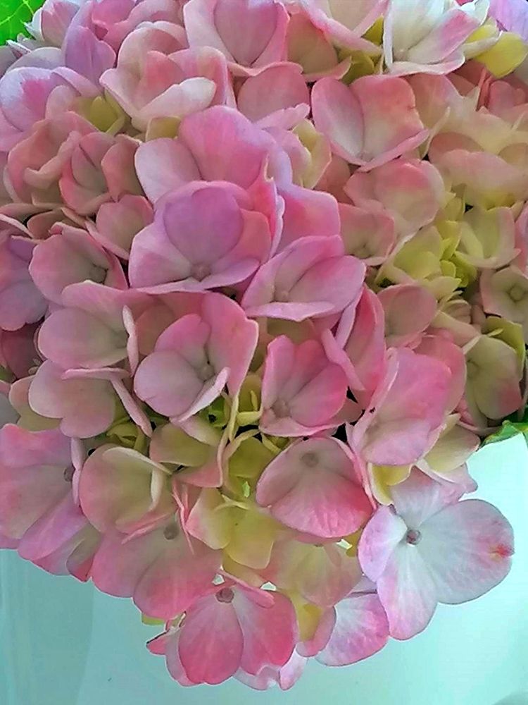 Pink hydrangea