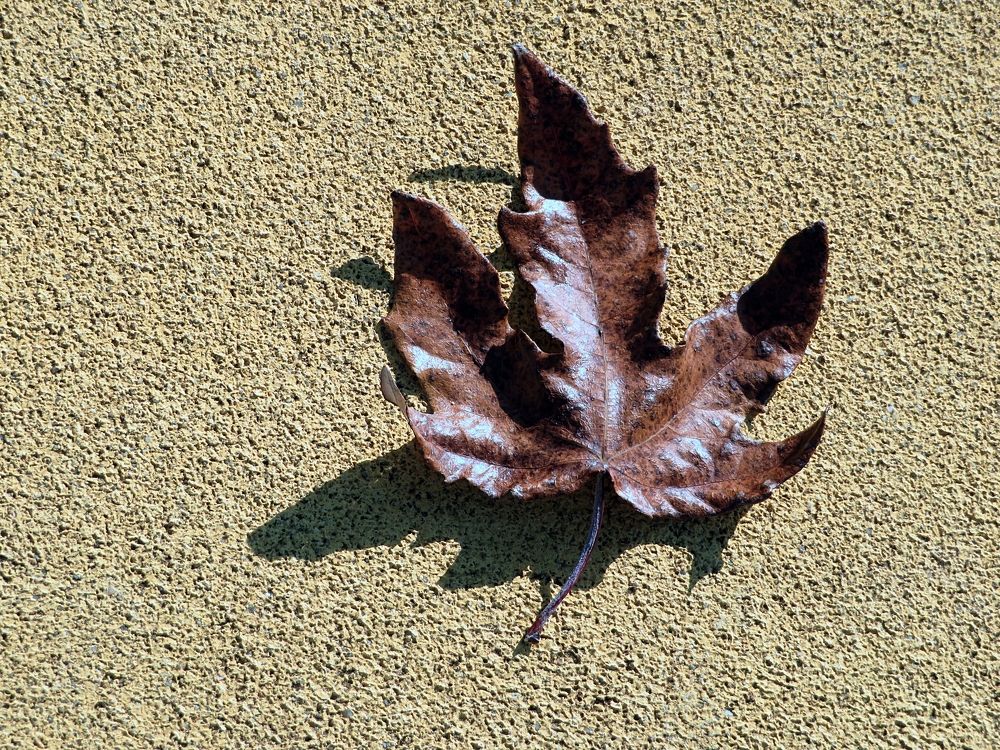 Brown leaf