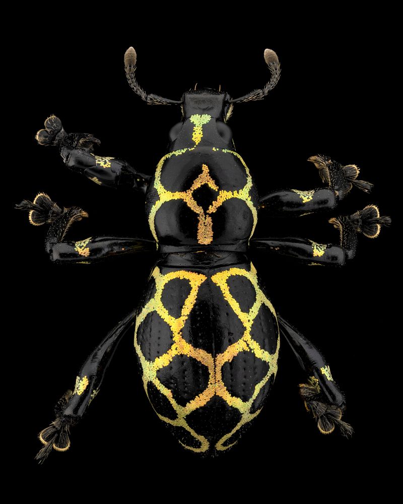 Pachyrrhynchus marinduquensis