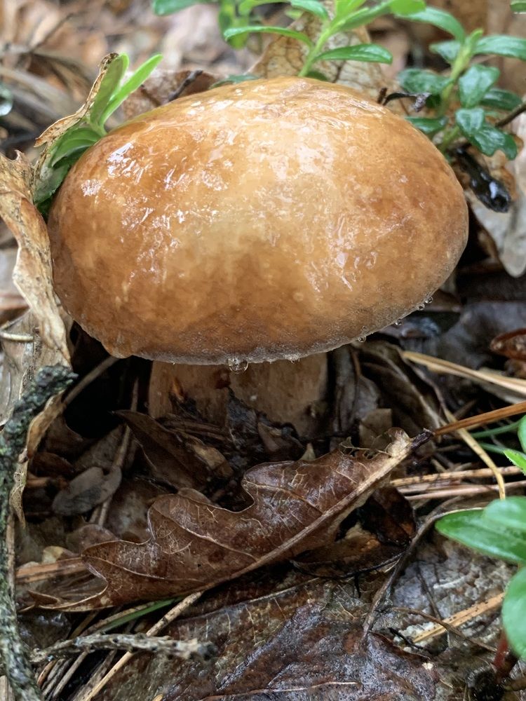 Фотография автора Ирина Шпаковская