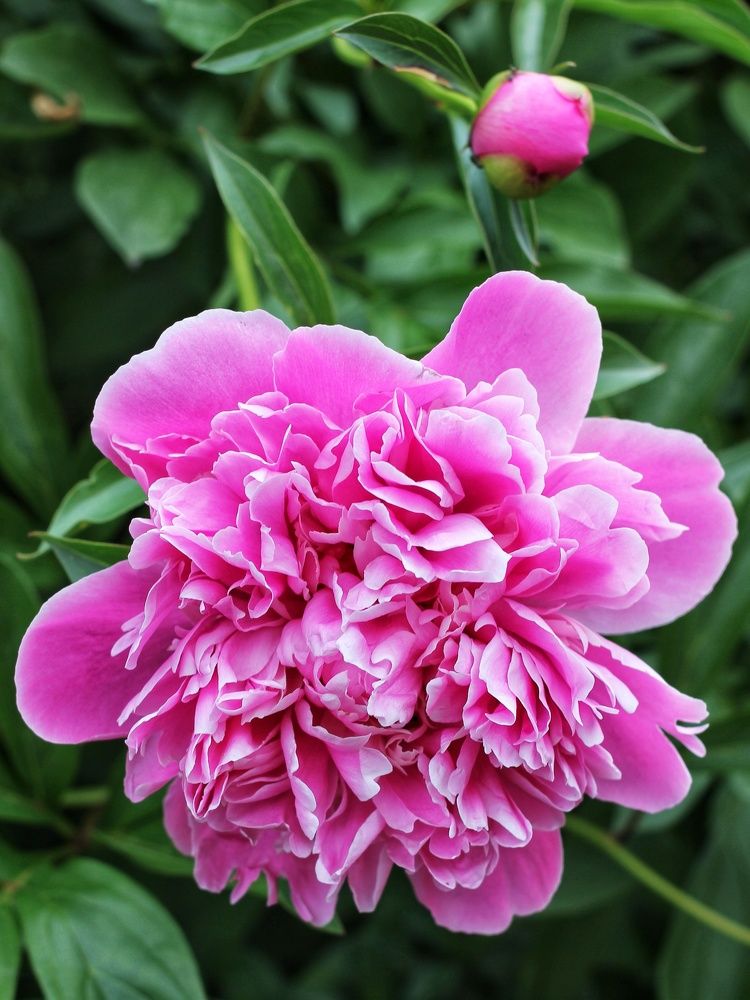 Photograph by Любовь Колмакова