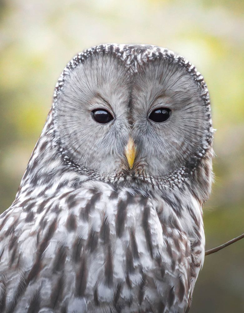 Фотография автора Sebastian Popa