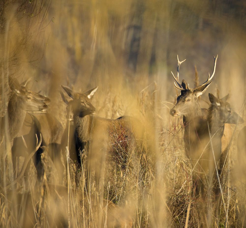 Фотография автора Sebastian Popa