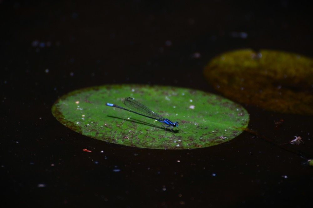 Photograph by Gr Marie