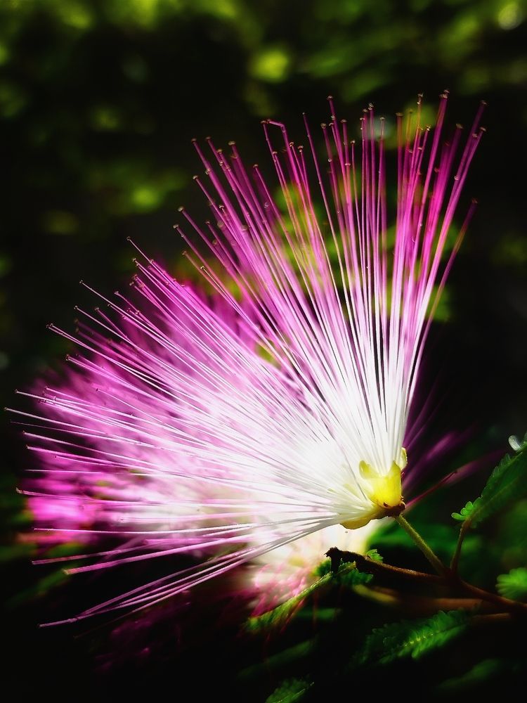 Фотография автора JELENA VASIC