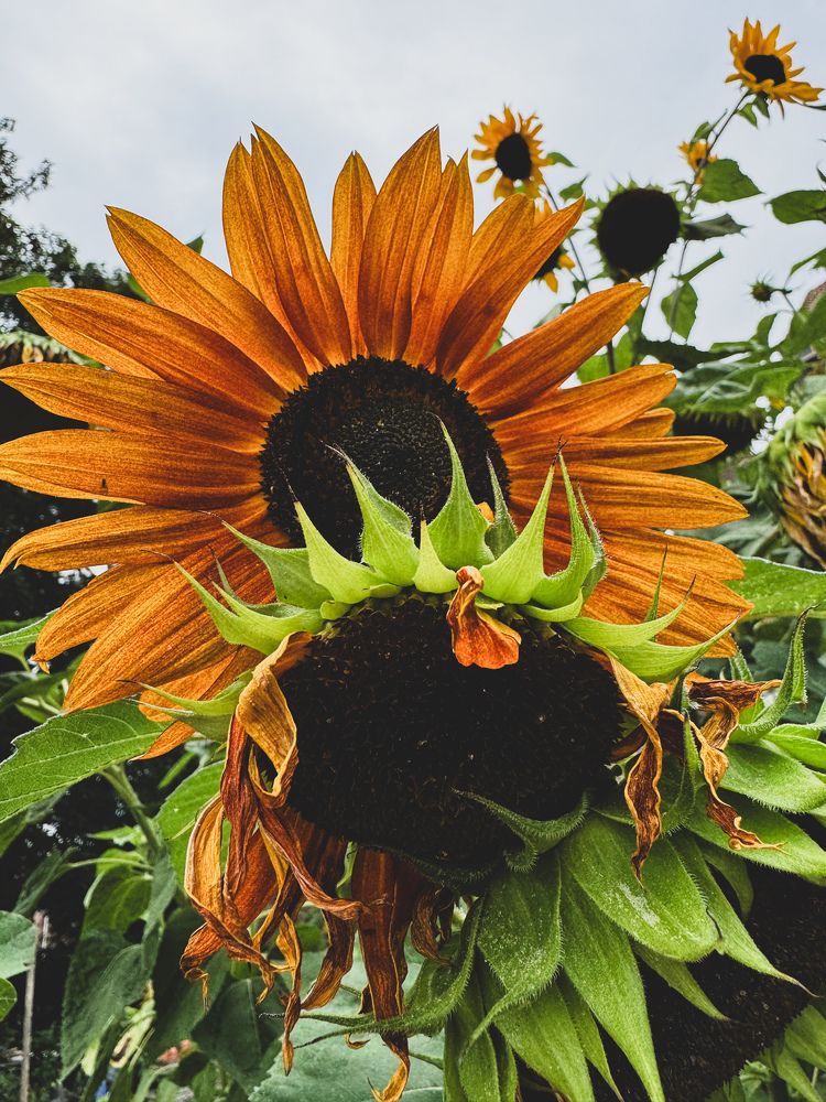 Photograph by Julia Smilovitsky