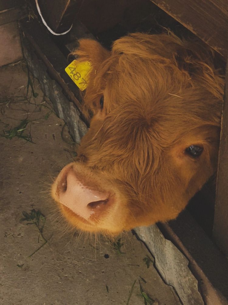 Фотография автора Джаф