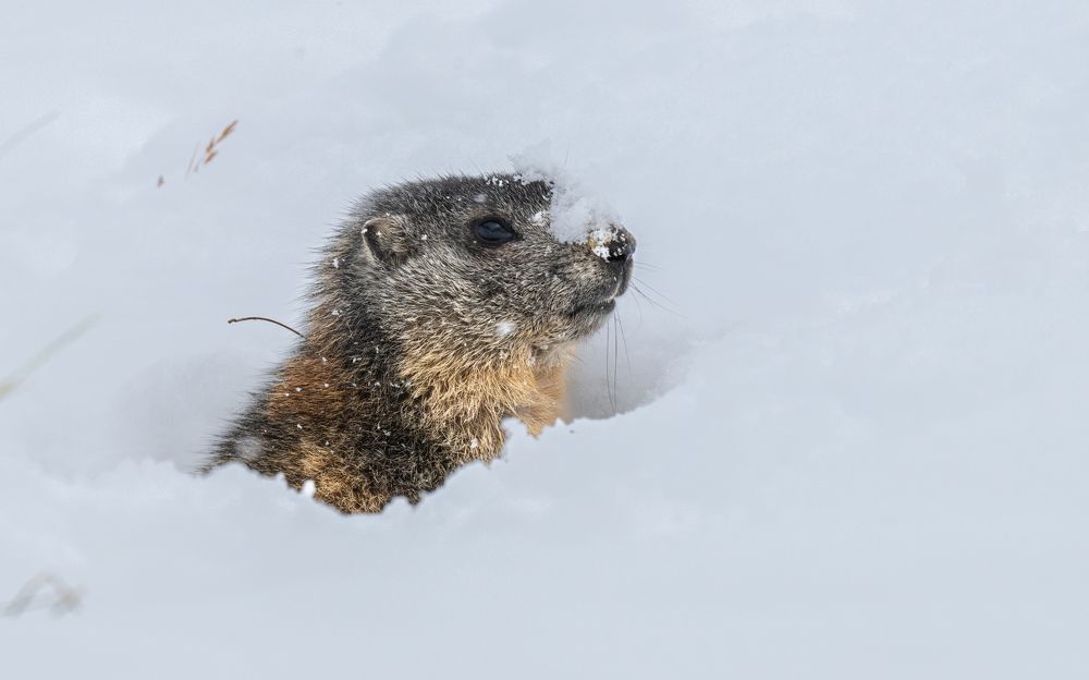Photograph by Logeswaranathan Mohanaraj
