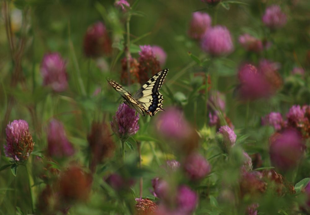 Photograph by Светлана Булыгина