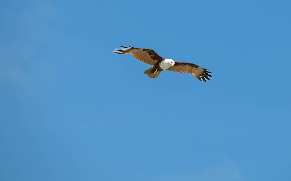 Brahminy Kite in Action