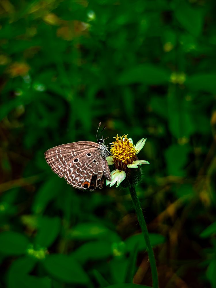 Photograph by Ameen Ahmed L