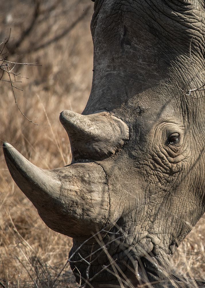 Фотография автора Rose-Anne Reyes