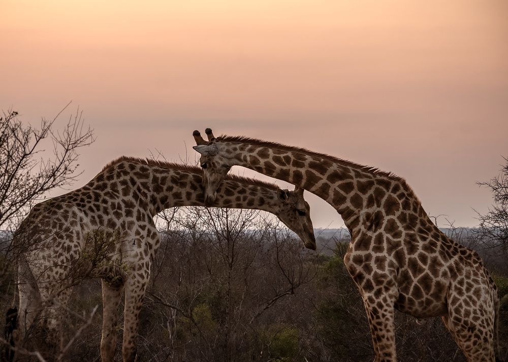 Sunset Cuddles