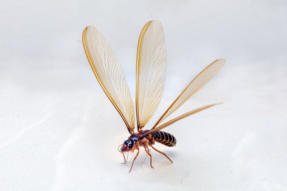 Фотография автора ChonTin NeCoTi