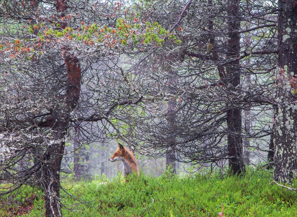 Photograph by Галина Андреева